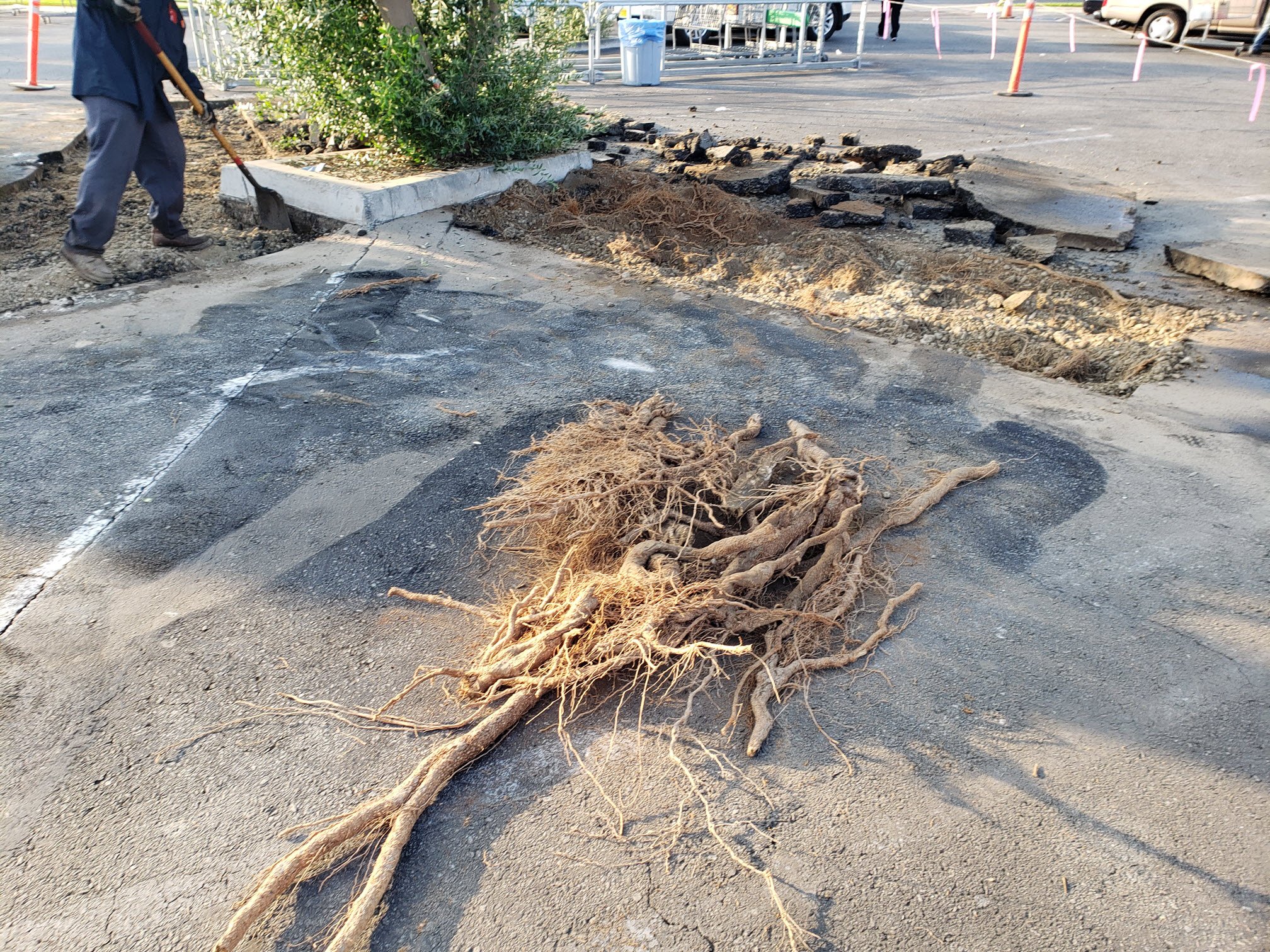 5 Things to Consider When Repairing Tree Root Damage